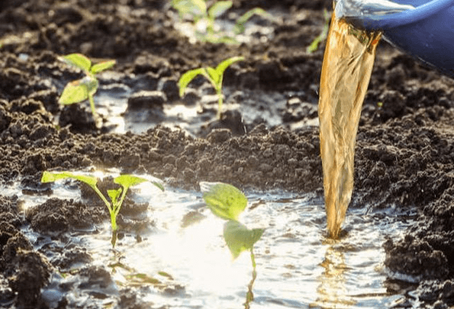 <a href=http://m.jaypds.com/mcy/ target=_blank class=infotextkey>木醋液</a>對農作物改良土壤圖